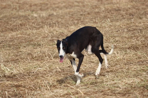 Espanhol Cinza Cão Corrida Lebre Caça Velocidade Entrega Paixão — Fotografia de Stock