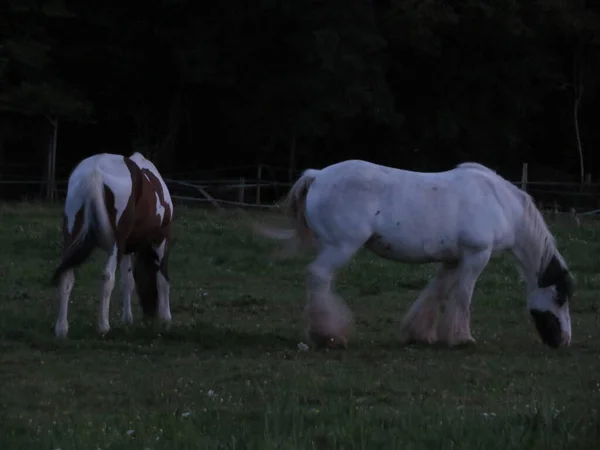 Cheval Animal Belle Grande Puissance Couleurs Rapides Faire Bouillir — Photo