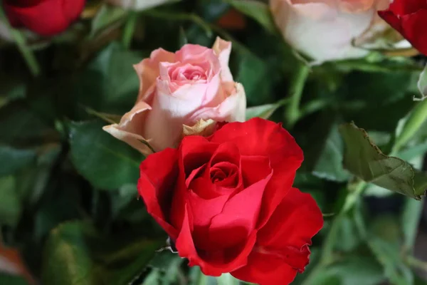 Rosa Blume Schöne Spieß Farbige Spieße Natürliche Blätter — Stockfoto