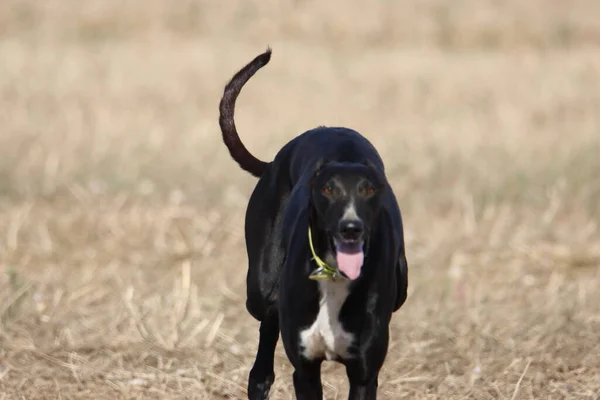 Красивая Быстрая Гонка Охотничьих Собак — стоковое фото