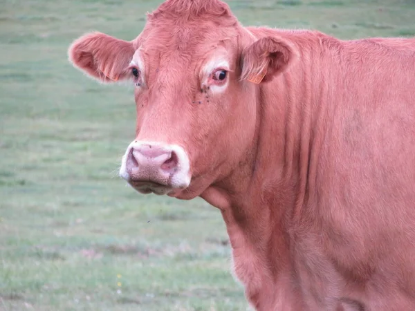 Animal Cow Farm Meadows Boil Milk Meat Feed Production — Stock Photo, Image