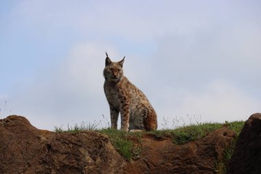 Güzel kedi vaşak sessiz sinsi sivri dişler pençeler