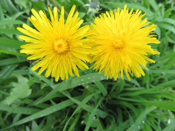 Красивые Цветы Натуральных Цветов Весенний Аромат Пыльцы — стоковое фото
