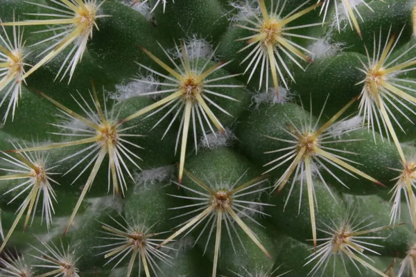 Hermoso Cactus Con Espinas Ensartadas Para Defenderse Los Depredadores Protección —  Fotos de Stock