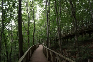 Güzel kızılağaç ormanları dev ağaçlar, kocaman, uzun, şişman ağaçlar.