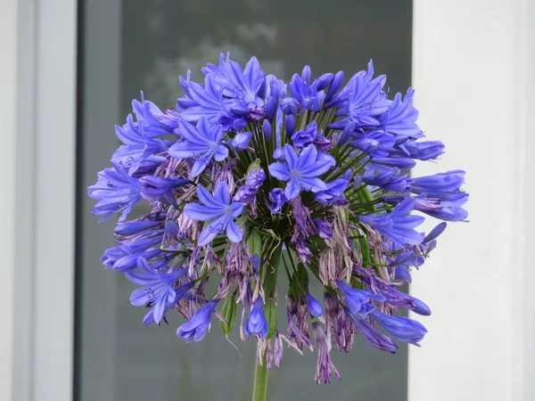 Belas Flores Azuis Aromáticas Naturais Diferentes Raro — Fotografia de Stock