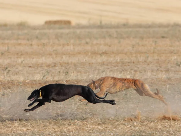 Lévrier Race Chien Rapide Animal Domestique Champ Lièvre Chasse — Photo