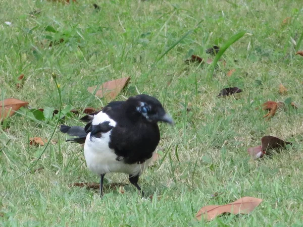 Hermosa Urraca Blanca Negro Cauteloso Esquivar Pájaro —  Fotos de Stock