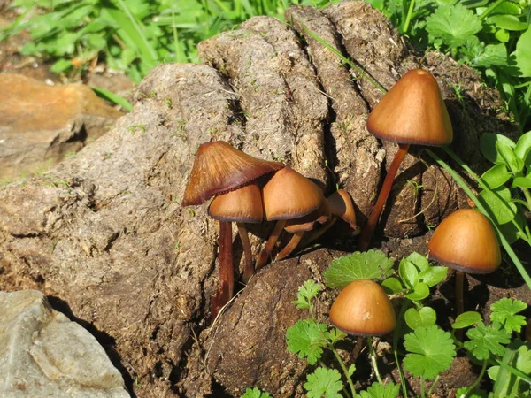 Mooie Natuurlijke Bos Paddenstoelen Delicate Nieuwsgierige Herfst — Stockfoto