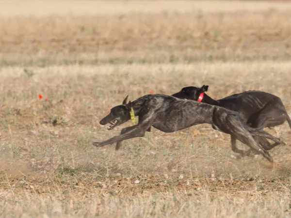 Galgo Carrera Rápido Perro Doméstico Campo Animal Liebre Caza —  Fotos de Stock