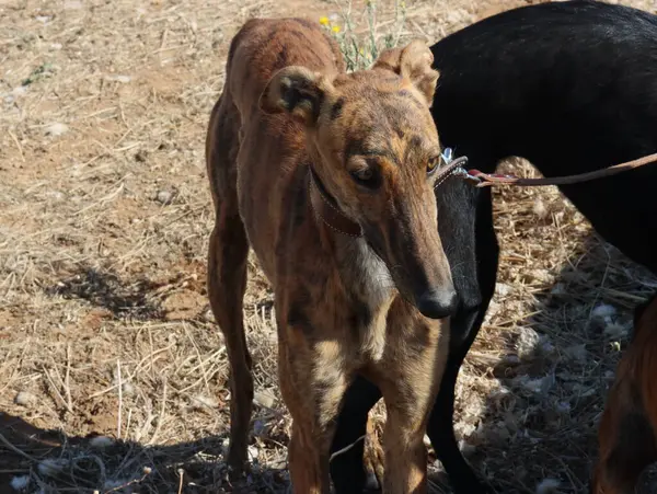 Corrida Galgos Rápido Cão Doméstico Campo Animal Caça Lebre — Fotografia de Stock