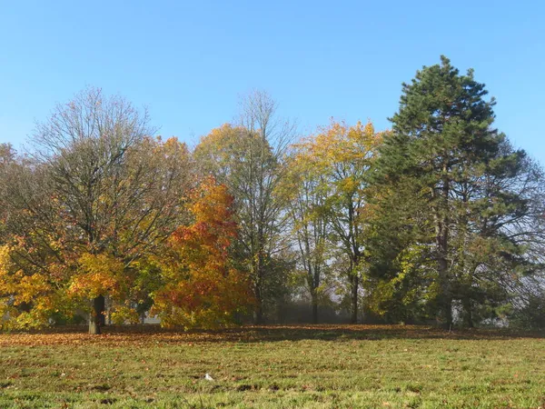 Schöne Landschaft Mit Bäumen Feld Herbst Horizont — Stockfoto