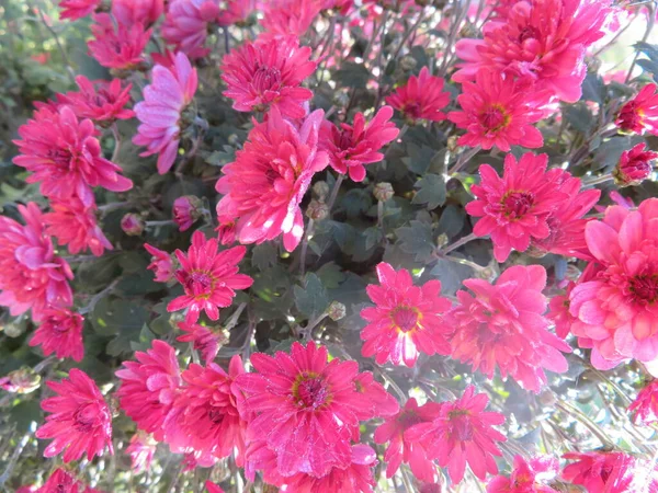 Schöne Bunte Blumen Schmücken Die Gärten Und Verschönern Die Aussicht — Stockfoto