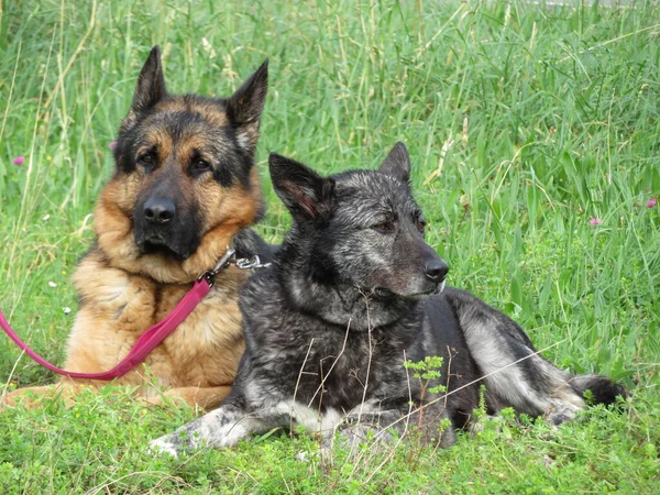 Hermosa Protección Perros Guardianes Defensa Seguridad Tranquilidad Animales Domésticos —  Fotos de Stock