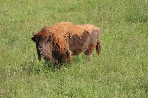Hermoso Bisonte Grande Cuernos Peligrosos Herbívoros Zoológico Safari Animal — Foto de Stock