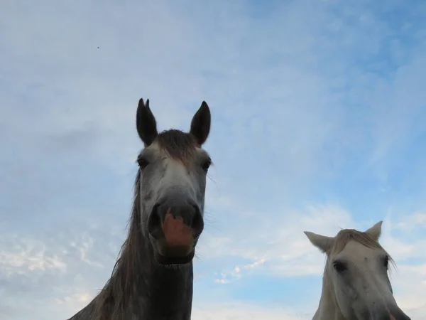 Beautiful Domestic Animal Ride Walk Training High Speed — Stock Photo, Image