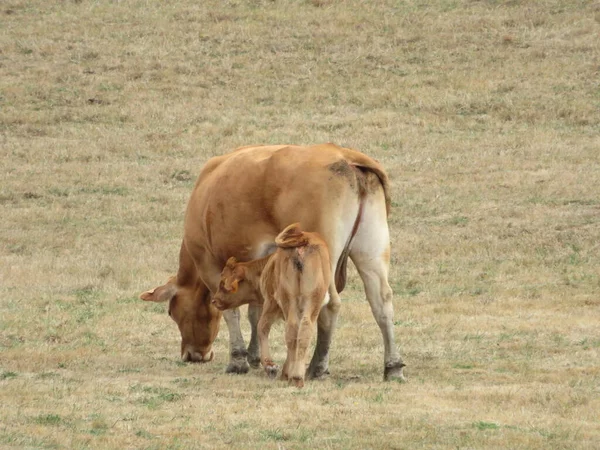 Gado Vacas Animais Mamíferos Carne Leite Prados Verdes — Fotografia de Stock