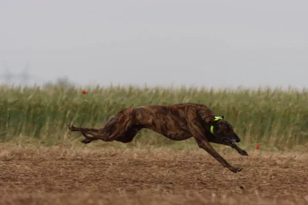 Perro Galgo Español Carrera Liebre Velocidad Caza Ofrece Pasión —  Fotos de Stock