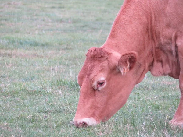 Gado Vaca Fazenda Prados Ferver Leite Carne Alimentação Produção — Fotografia de Stock