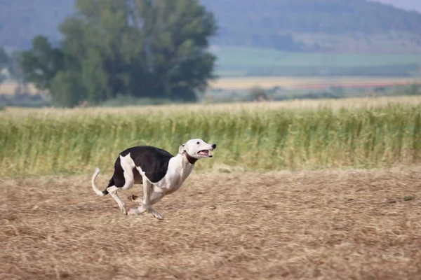 Perro Galgo Español Carrera Liebre Velocidad Caza Ofrece Pasión —  Fotos de Stock