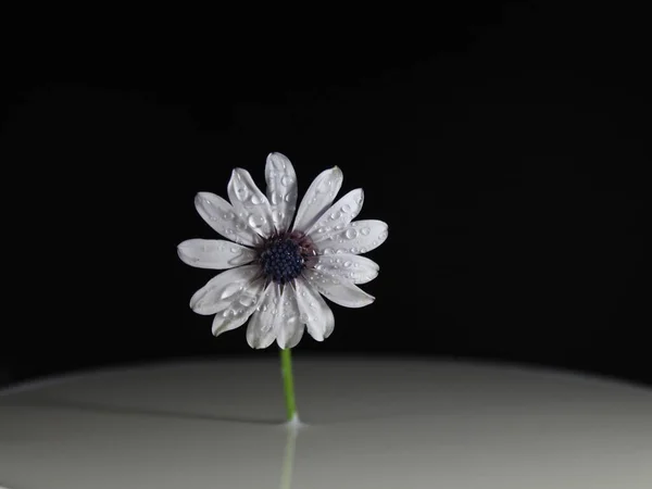 Flor Margarida Planta Natural Bonito Aroma Azul — Fotografia de Stock