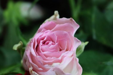 Pembe çiçek güzel şiş renkli şişler doğal yapraklar.