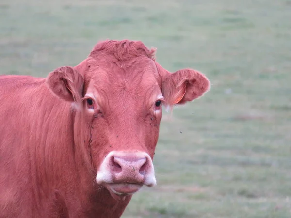 Élevage Vache Prairies Faire Bouillir Lait Viande Alimentation Production — Photo