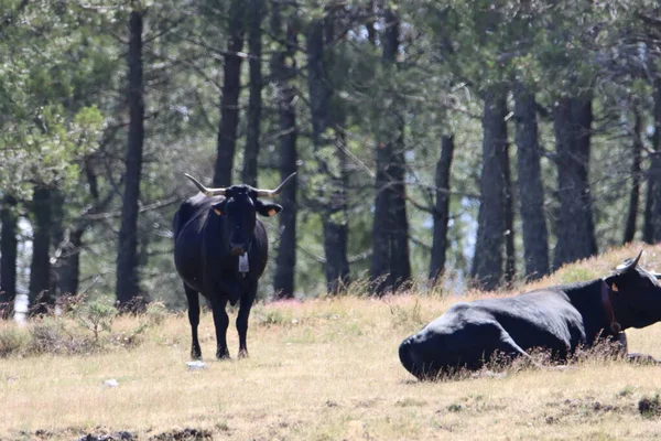 Piękne Czarne Krowy Rogi Mięso Zwierząt Mleko Natura — Zdjęcie stockowe