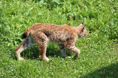 Güzel kedi vaşak sessiz sinsi sivri dişler pençeler