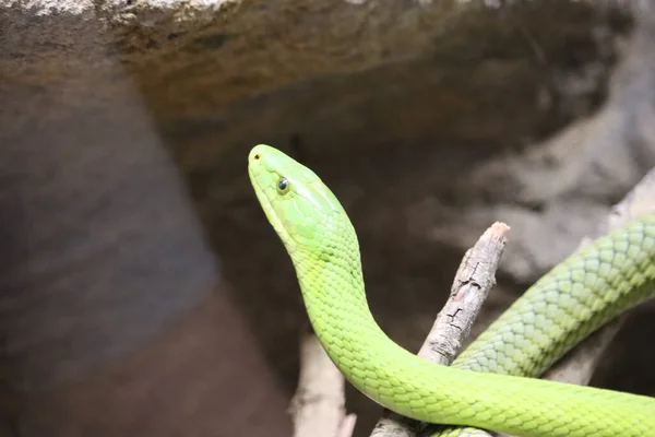 Schöne Gefährliche Schlange Leise Heimliche Reptiliengift — Stockfoto