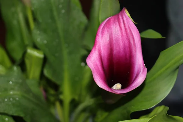 Bellissimo Insenatura Viola Fiore Sorprendente Colore Verde Naturale — Foto Stock