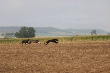 İspanyol tazı köpek yarışı tavşan avlama hızı tutku veriyor