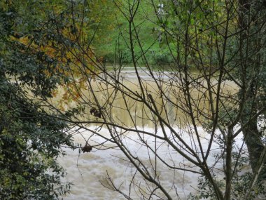 Nehir ağaçlarının manzarası orman doğası sıradan kış