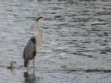 Güzel balıkçıl kraliyet nehri Büyük tüylü gagalar