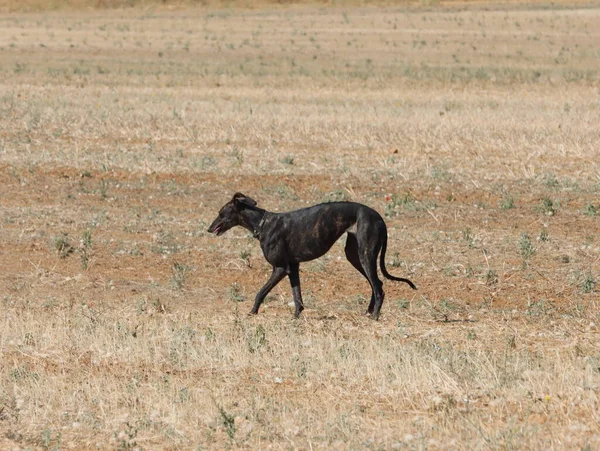 Κυνηγόσκυλο Φυλή Γρήγορο Σκυλί Οικόσιτο Ζώο Τομέα Λαγός Κυνήγι — Φωτογραφία Αρχείου