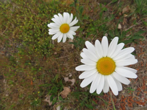 Jaune Blanc Fleur Marguerite Délicate Odeur Assez Naturelle — Photo