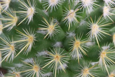 Yırtıcıları savuşturmak için dikenli dikenleri olan güzel bir kaktüs.