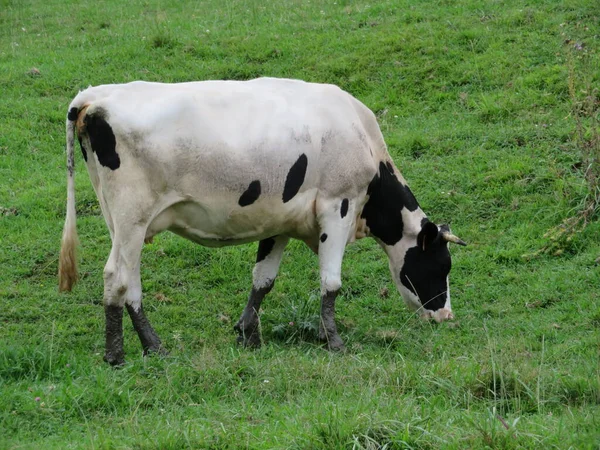 Belles Vaches Prairies Pâturages Animaux Herbivores Ferme — Photo