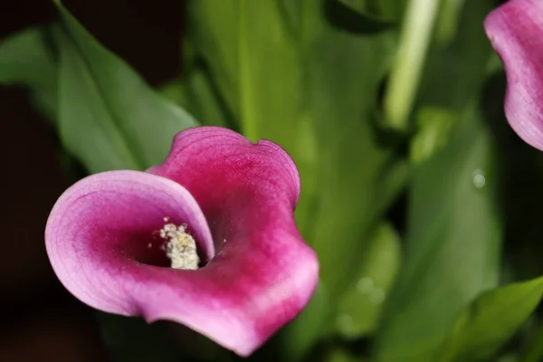 Όμορφο Μωβ Λουλούδι Όρμο Καταπληκτικό Φυσικό Πράσινο Χρώμα — Φωτογραφία Αρχείου