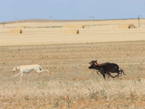 Galgo Carrera Rápido Perro Doméstico Campo Animal Liebre Caza —  Fotos de Stock