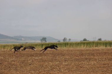 İspanyol tazı köpek yarışı tavşan avlama hızı tutku veriyor