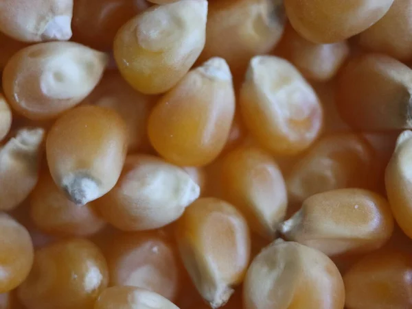 Läcker Naturlig Majs Popcorn Mjöl Spannmål Mat — Stockfoto