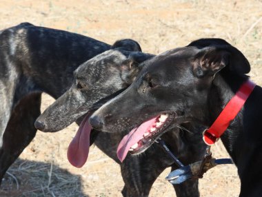 Tazı yarışı hızlı köpek evcil hayvan çiftliği tavşanı avı