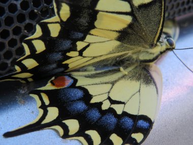 Güzel kelebek narin narin narin narin ince