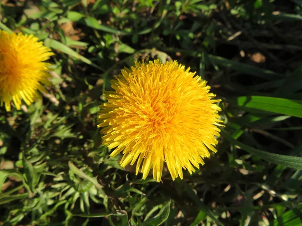 Jaro Krásný Žlutý Květ Příroda Živý Přírodní Barva — Stock fotografie