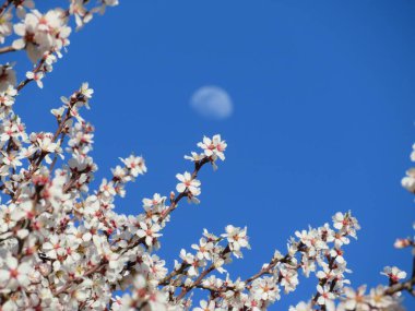 Güzel doğal çiçekler aromatik bahar romantizmi hediyesi