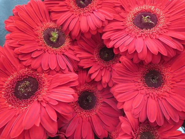 Schöner Strauß Natürlicher Aromatischer Roter Blumen Von Großer Schönheit — Stockfoto
