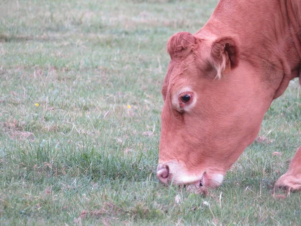 Vaca Animal Granja Prados Hervir Leche Carne Alimentación Producción —  Fotos de Stock