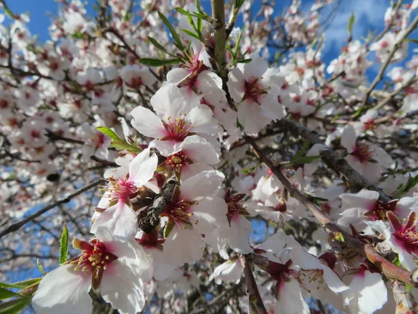 Красивые Природные Цветы Ароматические Весной Романтический Подарок — стоковое фото