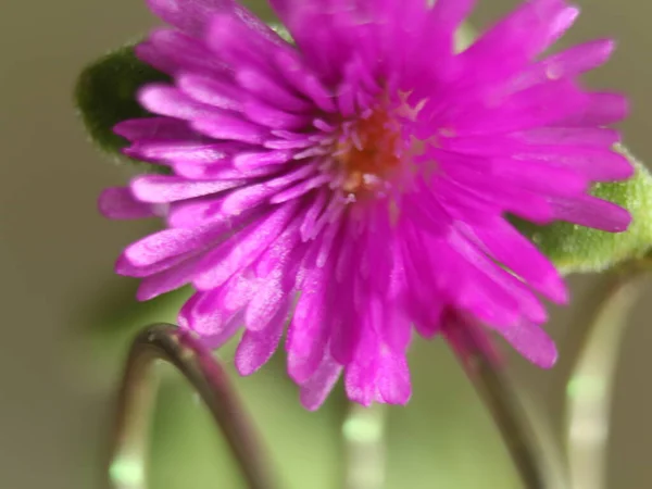 Fleur Violette Élastique Printemps Belle Petite Réflexion — Photo